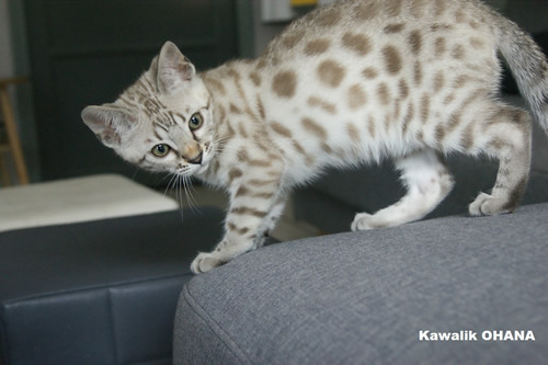 chaton bengal snow